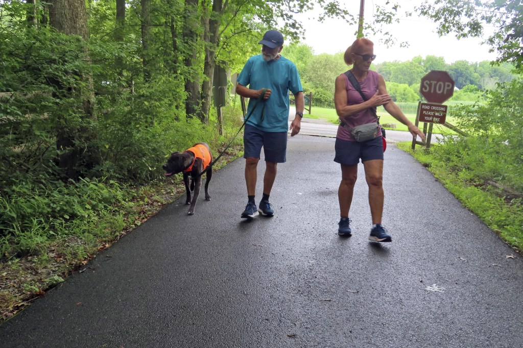 Volunteers take a lucky shelter on a walk recently.