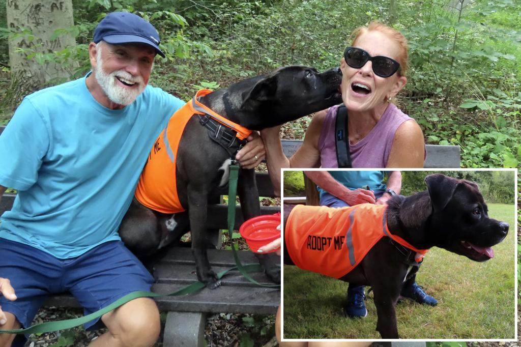 Stressed shelter dogs return the love to volunteers on day trips and weekend getaways: 'All those kisses he just gave me!'