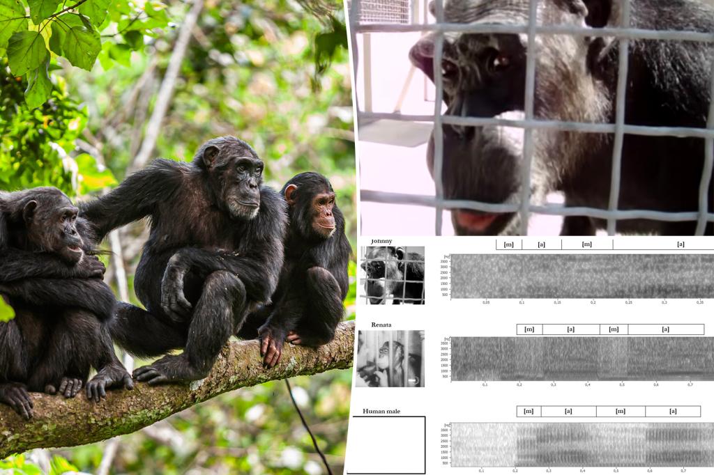 Chimpanzees appear 'capable' of human speech in remarkably replayed videos, researchers find