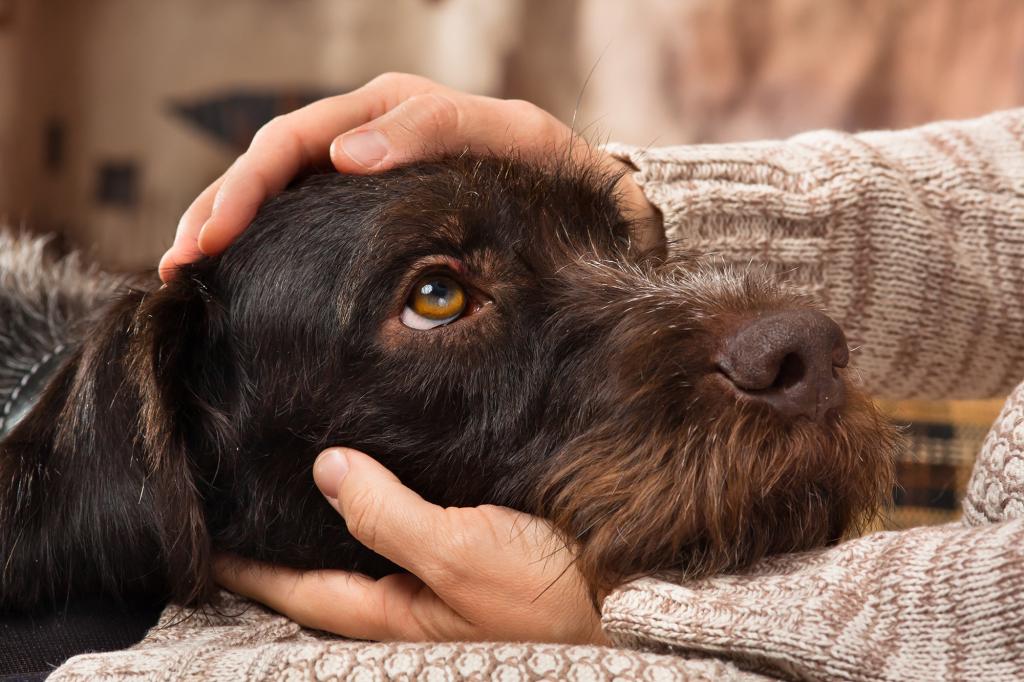 Dear Abby: I don't want any more pets, but my sister is making us take care of her dog