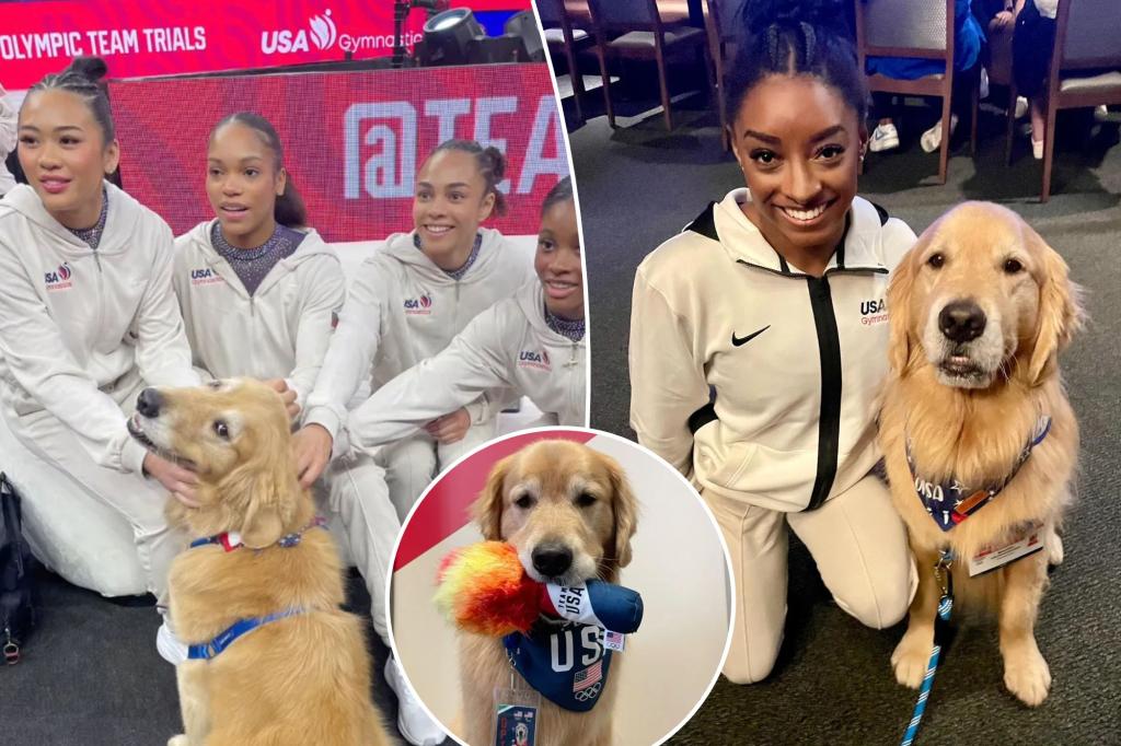 Meet Beacon: USA Gymnastics Team's Therapy Dog Calms Stressed Olympians