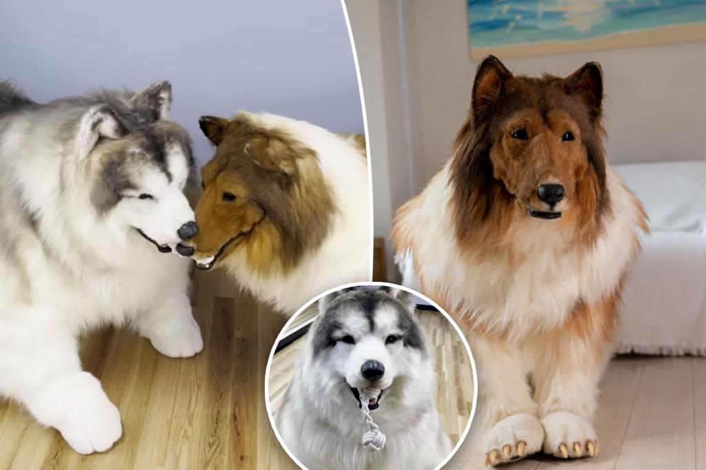 Toco the human Collie has a 'dog' best friend: an Alaskan Malamute