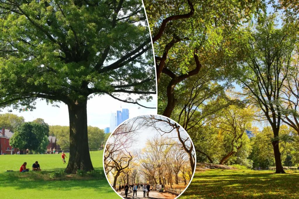 Most trees in NYC could worsen air quality, Columbia researchers say