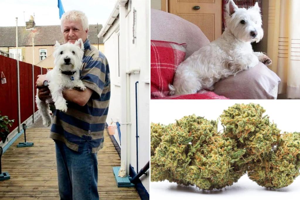 Dog rushed to the vet after eating weeds, getting high on the beach and acting like he was "away with the fairies"